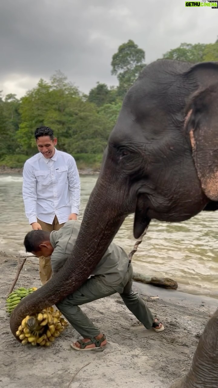 Aurélie Moeremans Instagram - Kesayangannya @ganindrabimo nih 🐘