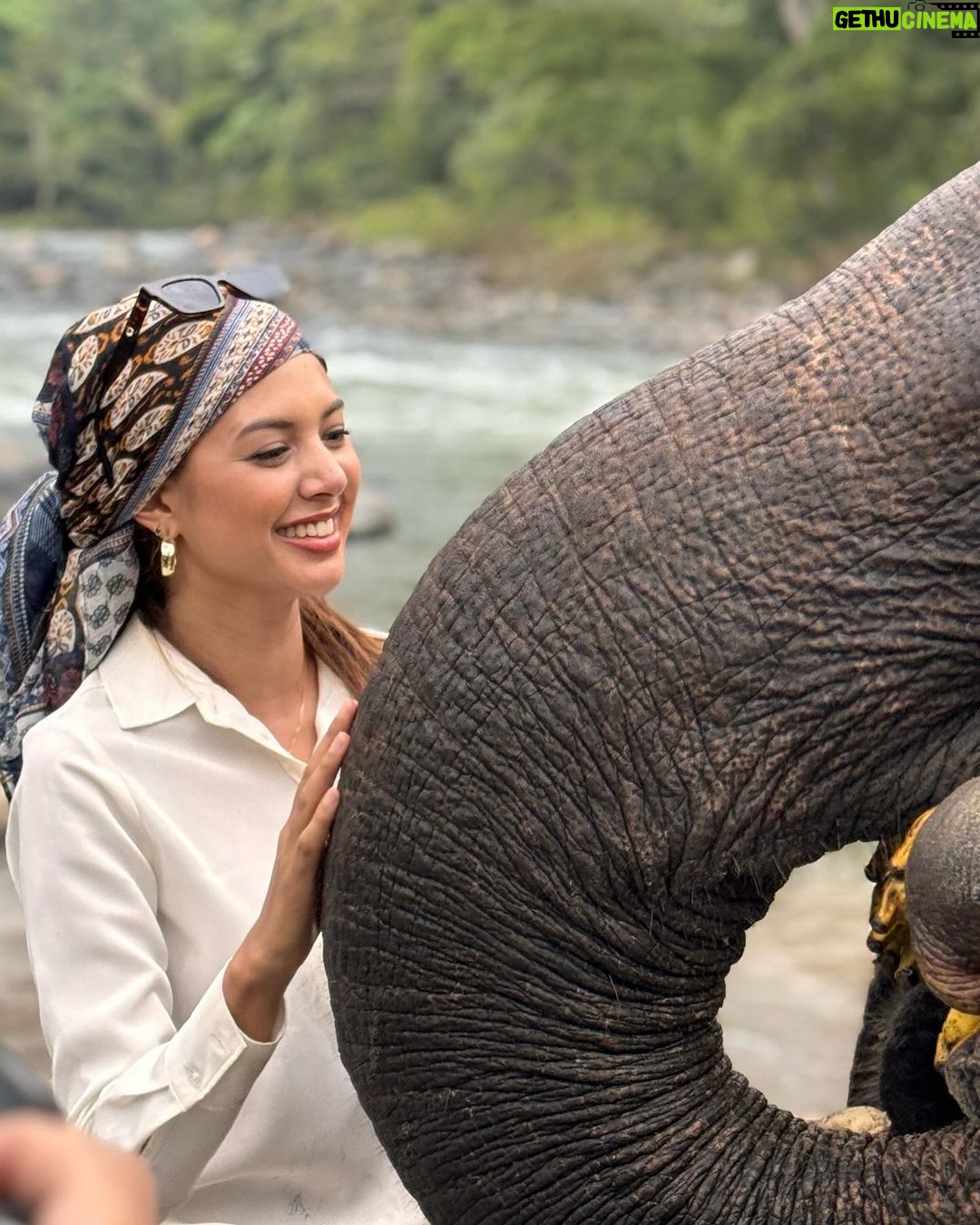 Aurélie Moeremans Instagram - Bersyukur banget atas kesempatan menjadi bagian dari perjalanan yang penuh makna di Aceh, tempat kita menyaksikan langsung konflik antara gajah dan manusia. Fakta di lapangan mengungkap betapa seriusnya konflik ini, namun kami juga menemukan benih harapan. Dengan kerja sama masyarakat, kami mulai melihat kemajuan dalam kesadaran dan aksi pelestarian. Aceh mengajarkan kami bahwa kerja sama dapat mengurangi konflik dan melindungi keberlangsungan hidup gajah. Di tengah kesulitan, harapan muncul melalui inisiatif konservasi dan edukasi bersama masyarakat. Kami optimis bahwa dengan partisipasi dan dukungan lebih banyak lagi, dampak nyata bisa terwujud. Mari kita satukan tenaga untuk masa depan yang lebih baik, bukan hanya untuk gajah tapi juga planet kita. #BerbagiRuang