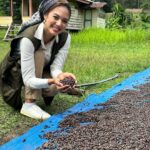 Aurélie Moeremans Instagram - Langkah kaki membawaku ke Desa Pantanlah, Aceh. Di tengah konflik gajah dan manusia, kopi menjadi secercah harapan bagi masyarakat. Biji kopi kering yang siap diolah menjadi kopi bubuk nikmat ini menjadi simbol perjuangan mereka untuk hidup dan memanfaatkan hasil alam. Bersama WWF-Indonesia, aku melihat secara langsung upaya keras masyarakat Desa Pantanlah demi hidup berdampingan dengan gajah. Kita harus apresiasi petani kopi di Desa Pantanlah, sebab mereka berupaya kuat untuk hidup berdampingan dengan gajah dan saling #BerbagiRuang dengan damai. #TogetherPossible Aceh, Banda Aceh
