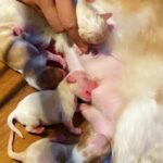 Aurélie Moeremans Instagram - I’m officially a grandma 🥹 Nutella kemarin malam tiba-tiba ngelahirin 5 anak anjing dong ( ada satu yang ga selamat 🥲 RIP ) padahal ga ada yang tau dia hamil! Shock berat sih, tapi kok menggemasman sekali 🥰 #cockerspaniel Jakarta, Indonesia