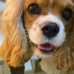 Aurélie Moeremans Instagram - I’m officially a grandma 🥹 Nutella kemarin malam tiba-tiba ngelahirin 5 anak anjing dong ( ada satu yang ga selamat 🥲 RIP ) padahal ga ada yang tau dia hamil! Shock berat sih, tapi kok menggemasman sekali 🥰 #cockerspaniel Jakarta, Indonesia