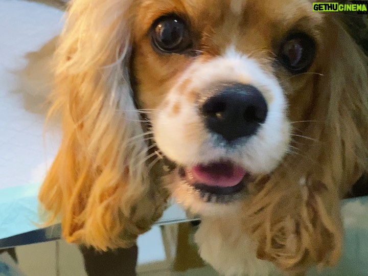 Aurélie Moeremans Instagram - I’m officially a grandma 🥹 Nutella kemarin malam tiba-tiba ngelahirin 5 anak anjing dong ( ada satu yang ga selamat 🥲 RIP ) padahal ga ada yang tau dia hamil! Shock berat sih, tapi kok menggemasman sekali 🥰 #cockerspaniel Jakarta, Indonesia