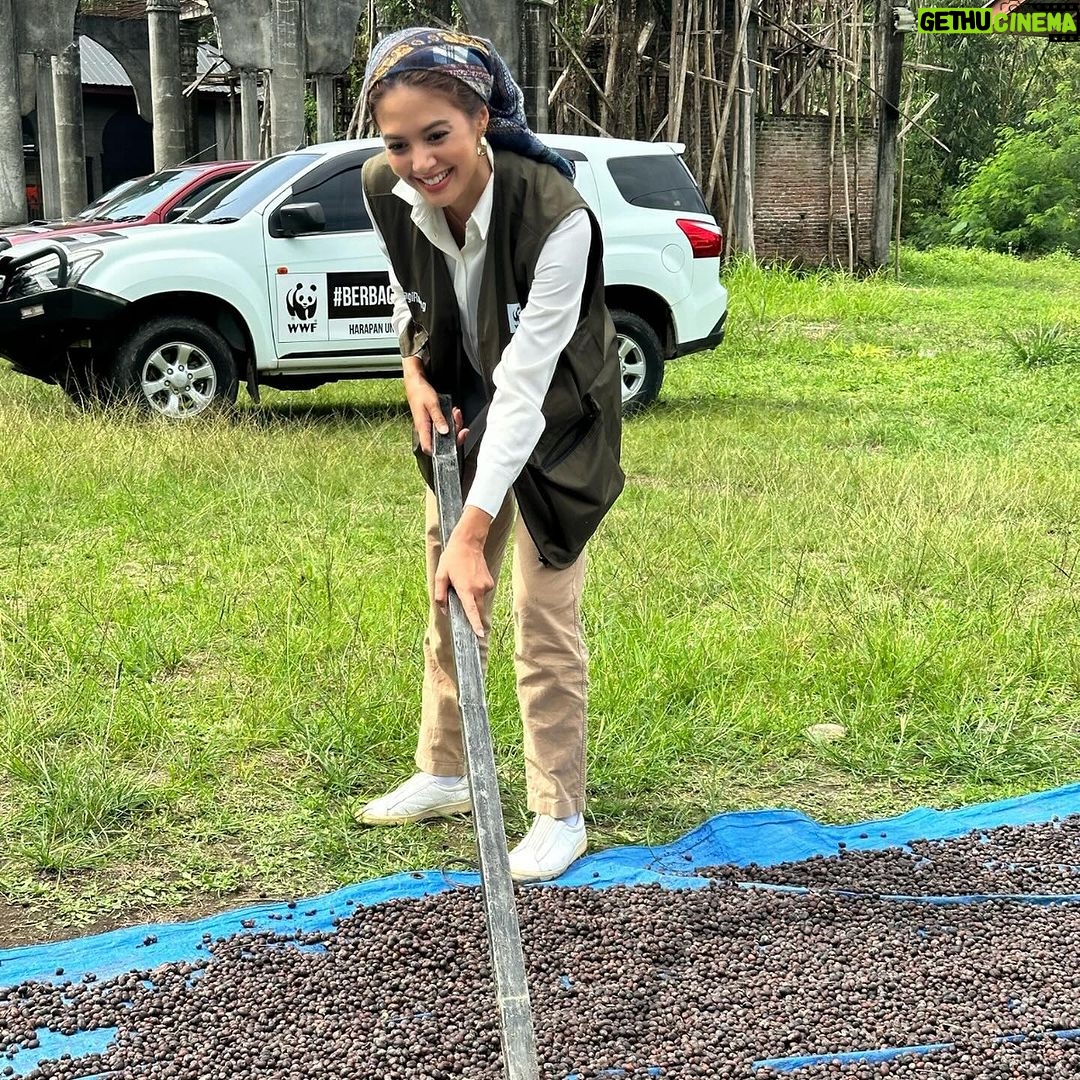 Aurélie Moeremans Instagram - Langkah kaki membawaku ke Desa Pantanlah, Aceh. Di tengah konflik gajah dan manusia, kopi menjadi secercah harapan bagi masyarakat. Biji kopi kering yang siap diolah menjadi kopi bubuk nikmat ini menjadi simbol perjuangan mereka untuk hidup dan memanfaatkan hasil alam. Bersama WWF-Indonesia, aku melihat secara langsung upaya keras masyarakat Desa Pantanlah demi hidup berdampingan dengan gajah. Kita harus apresiasi petani kopi di Desa Pantanlah, sebab mereka berupaya kuat untuk hidup berdampingan dengan gajah dan saling #BerbagiRuang dengan damai. #TogetherPossible Aceh, Banda Aceh