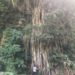 Avicii Instagram - #bigasstree Machupicchu, Cusco, Peru