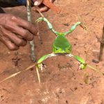 Avicii Instagram - Pépé collecting the poison off a frog before letting it go back in the jungle! (They are very careful not to hurt the frog even if I admit he doesnt look very amused) Amazon Jungle