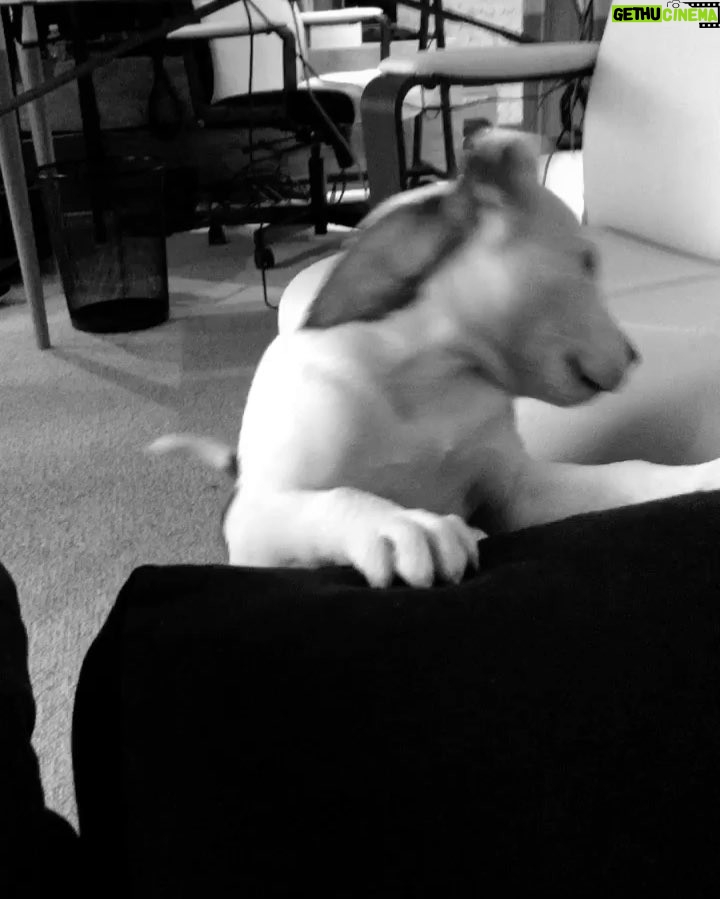 Avicii Instagram - Can't believe this was less than a year ago 🐶