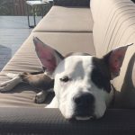 Avicii Instagram - 🐶🐼