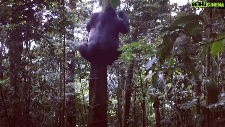 Avicii Instagram - Walking in the jungle to encounter one of the majestic wonders in the world, the silverback gorilla is an experience I feel so lucky to have had. Can you name anything cooler than this? I doubt it!🐒🙈