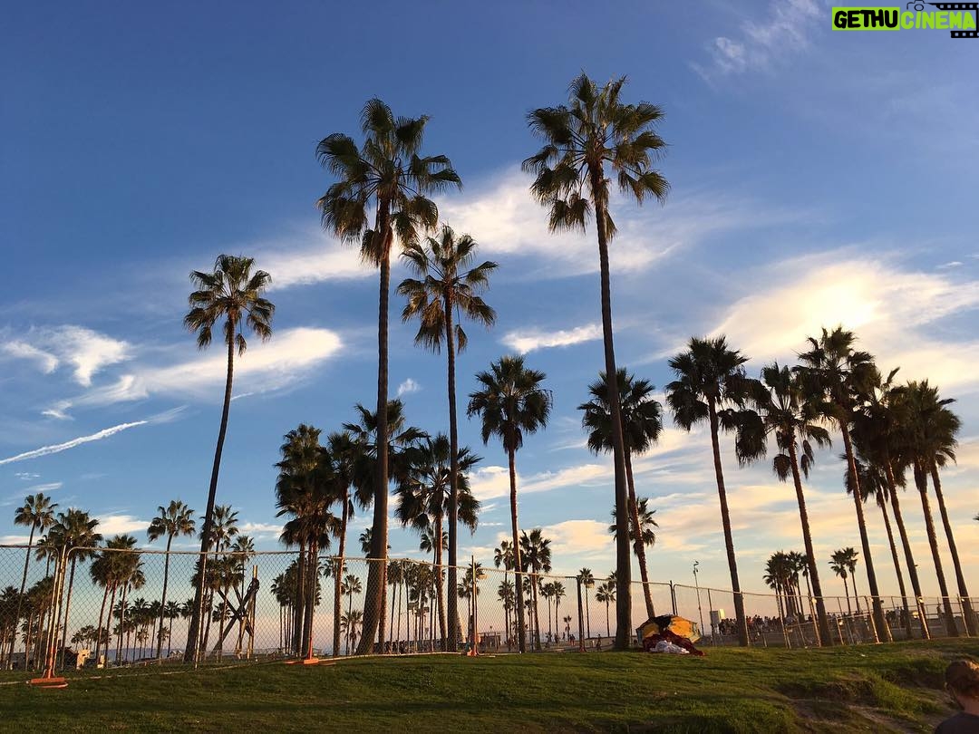 Avicii Instagram - People who don't like palm trees are like people who don't like dogs. How can you not like 🌴?😎❤️🌞