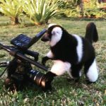 Avicii Instagram - Thats a weird looking badger.