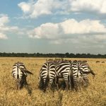 Avicii Instagram - Love Zebras!