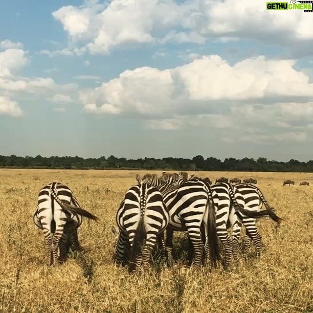 Avicii Instagram - Love Zebras!