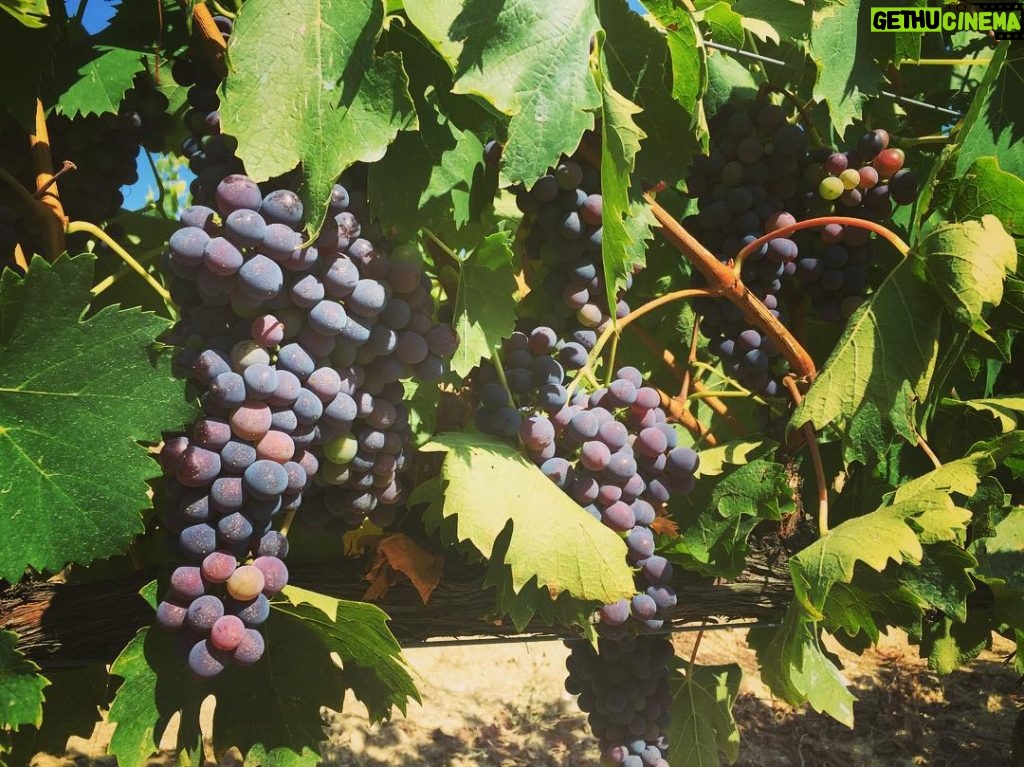 Avicii Instagram - Almost time to harvest! 🍇