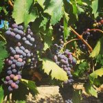 Avicii Instagram - Almost time to harvest! 🍇