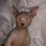 Babe Cabiita Instagram - Ya Allah.. Innalilahi wainna ilaihi roziun. Ya Allah sedih kali ya Allah selalu setiap kucing kucing aku meninggal aku selalu ga ada dirumah, selalu ga bisa ngeliat mereka terahir kali atau paling ga bisa ngubur mereka. Kucing pertama BABLU mati pas aku di Medan karna keracunan. Kucing kedua kucing bengal CIKU, mati ketabrak pas aku lagi ke Medan. Sekarang kucing ketiga kucing bambino KENZO mati baru aja kesetrum gara gara dia gigitin kabel colokan minumnya, dan aku juga lagi di Medan. Ga tau ini pertanda atau teguran kenapa bisa selalu aja pas aku lg ga sama mereka 😭😭😭😭😭. Maapkan aku kenzo, kucing bambino yg aku idam idamkan dr dlu. Kucing paling baik dan manja. Kucing paling setia nemenin klo pas aku duduk diantara kucing lain. Maap kan aku kenzo 😭😭😭 selamat bermain main disurga kenzo... 🥲. Maapkan aku @aelshacathouse @t_orasudi_ro 😭😭😭
