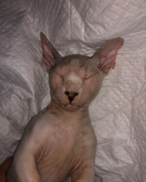 Babe Cabita Instagram - Ya Allah.. Innalilahi wainna ilaihi roziun. Ya Allah sedih kali ya Allah selalu setiap kucing kucing aku meninggal aku selalu ga ada dirumah, selalu ga bisa ngeliat mereka terahir kali atau paling ga bisa ngubur mereka. Kucing pertama BABLU mati pas aku di Medan karna keracunan. Kucing kedua kucing bengal CIKU, mati ketabrak pas aku lagi ke Medan. Sekarang kucing ketiga kucing bambino KENZO mati baru aja kesetrum gara gara dia gigitin kabel colokan minumnya, dan aku juga lagi di Medan. Ga tau ini pertanda atau teguran kenapa bisa selalu aja pas aku lg ga sama mereka 😭😭😭😭😭. Maapkan aku kenzo, kucing bambino yg aku idam idamkan dr dlu. Kucing paling baik dan manja. Kucing paling setia nemenin klo pas aku duduk diantara kucing lain. Maap kan aku kenzo 😭😭😭 selamat bermain main disurga kenzo... 🥲.

Maapkan aku @aelshacathouse @t_orasudi_ro 😭😭😭