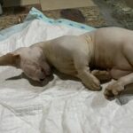 Babe Cabiita Instagram - Ya Allah.. Innalilahi wainna ilaihi roziun. Ya Allah sedih kali ya Allah selalu setiap kucing kucing aku meninggal aku selalu ga ada dirumah, selalu ga bisa ngeliat mereka terahir kali atau paling ga bisa ngubur mereka. Kucing pertama BABLU mati pas aku di Medan karna keracunan. Kucing kedua kucing bengal CIKU, mati ketabrak pas aku lagi ke Medan. Sekarang kucing ketiga kucing bambino KENZO mati baru aja kesetrum gara gara dia gigitin kabel colokan minumnya, dan aku juga lagi di Medan. Ga tau ini pertanda atau teguran kenapa bisa selalu aja pas aku lg ga sama mereka 😭😭😭😭😭. Maapkan aku kenzo, kucing bambino yg aku idam idamkan dr dlu. Kucing paling baik dan manja. Kucing paling setia nemenin klo pas aku duduk diantara kucing lain. Maap kan aku kenzo 😭😭😭 selamat bermain main disurga kenzo... 🥲. Maapkan aku @aelshacathouse @t_orasudi_ro 😭😭😭