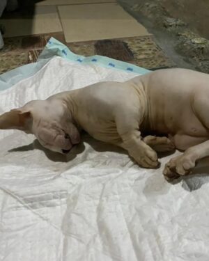 Babe Cabita Instagram - Ya Allah.. Innalilahi wainna ilaihi roziun. Ya Allah sedih kali ya Allah selalu setiap kucing kucing aku meninggal aku selalu ga ada dirumah, selalu ga bisa ngeliat mereka terahir kali atau paling ga bisa ngubur mereka. Kucing pertama BABLU mati pas aku di Medan karna keracunan. Kucing kedua kucing bengal CIKU, mati ketabrak pas aku lagi ke Medan. Sekarang kucing ketiga kucing bambino KENZO mati baru aja kesetrum gara gara dia gigitin kabel colokan minumnya, dan aku juga lagi di Medan. Ga tau ini pertanda atau teguran kenapa bisa selalu aja pas aku lg ga sama mereka 😭😭😭😭😭. Maapkan aku kenzo, kucing bambino yg aku idam idamkan dr dlu. Kucing paling baik dan manja. Kucing paling setia nemenin klo pas aku duduk diantara kucing lain. Maap kan aku kenzo 😭😭😭 selamat bermain main disurga kenzo... 🥲.

Maapkan aku @aelshacathouse @t_orasudi_ro 😭😭😭
