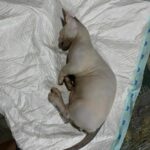 Babe Cabiita Instagram - Ya Allah.. Innalilahi wainna ilaihi roziun. Ya Allah sedih kali ya Allah selalu setiap kucing kucing aku meninggal aku selalu ga ada dirumah, selalu ga bisa ngeliat mereka terahir kali atau paling ga bisa ngubur mereka. Kucing pertama BABLU mati pas aku di Medan karna keracunan. Kucing kedua kucing bengal CIKU, mati ketabrak pas aku lagi ke Medan. Sekarang kucing ketiga kucing bambino KENZO mati baru aja kesetrum gara gara dia gigitin kabel colokan minumnya, dan aku juga lagi di Medan. Ga tau ini pertanda atau teguran kenapa bisa selalu aja pas aku lg ga sama mereka 😭😭😭😭😭. Maapkan aku kenzo, kucing bambino yg aku idam idamkan dr dlu. Kucing paling baik dan manja. Kucing paling setia nemenin klo pas aku duduk diantara kucing lain. Maap kan aku kenzo 😭😭😭 selamat bermain main disurga kenzo... 🥲. Maapkan aku @aelshacathouse @t_orasudi_ro 😭😭😭
