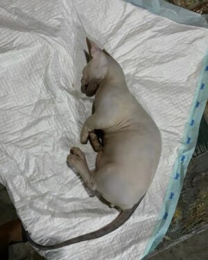 Babe Cabita Instagram - Ya Allah.. Innalilahi wainna ilaihi roziun. Ya Allah sedih kali ya Allah selalu setiap kucing kucing aku meninggal aku selalu ga ada dirumah, selalu ga bisa ngeliat mereka terahir kali atau paling ga bisa ngubur mereka. Kucing pertama BABLU mati pas aku di Medan karna keracunan. Kucing kedua kucing bengal CIKU, mati ketabrak pas aku lagi ke Medan. Sekarang kucing ketiga kucing bambino KENZO mati baru aja kesetrum gara gara dia gigitin kabel colokan minumnya, dan aku juga lagi di Medan. Ga tau ini pertanda atau teguran kenapa bisa selalu aja pas aku lg ga sama mereka 😭😭😭😭😭. Maapkan aku kenzo, kucing bambino yg aku idam idamkan dr dlu. Kucing paling baik dan manja. Kucing paling setia nemenin klo pas aku duduk diantara kucing lain. Maap kan aku kenzo 😭😭😭 selamat bermain main disurga kenzo... 🥲.

Maapkan aku @aelshacathouse @t_orasudi_ro 😭😭😭
