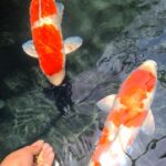 Babe Cabiita Instagram - ISOMA. Istirahat sholat makan. #koi #koijumbo