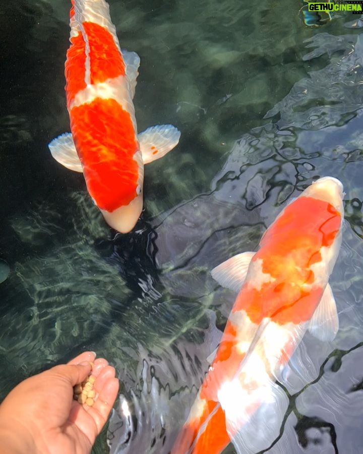 Babe Cabiita Instagram - ISOMA. Istirahat sholat makan. #koi #koijumbo