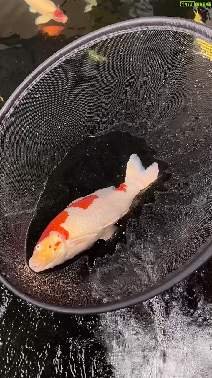 Babe Cabiita Instagram - Lagi di Medan dapat kabar dari @my_aboy ikan mati karna token listrik mati. Langsung nelpon @doladolzzz dan ternyata tuan adul lagi tidur nyenyak. Maap ya dul uda ganggu tidurnya pagi pagi nelpon 🙏