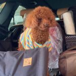 Bae In-hyuk Instagram – 우리 쪼꼬가 가족 곁을 떠난지 2주가 넘었네
뭐가 그리 바쁘다고 마지막 모습도 못 봐주고 후회스러운거 투성이야
촬영중에 소식 듣고 아무것도 할 수 없는게 답답했어 쪼꼬야
거기선 아프지도 말고 산책도 많이 하고 친구들이랑 맛있는것도 많이 먹고!!
너무 너무 너무 보고싶어 쪼꼬야
자주 보러 갈게🤎사룽해