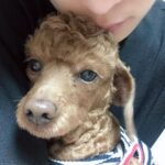 Bae In-hyuk Instagram – 우리 쪼꼬가 가족 곁을 떠난지 2주가 넘었네
뭐가 그리 바쁘다고 마지막 모습도 못 봐주고 후회스러운거 투성이야
촬영중에 소식 듣고 아무것도 할 수 없는게 답답했어 쪼꼬야
거기선 아프지도 말고 산책도 많이 하고 친구들이랑 맛있는것도 많이 먹고!!
너무 너무 너무 보고싶어 쪼꼬야
자주 보러 갈게🤎사룽해