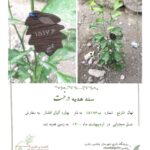 Bahare Kianafshar Instagram - . خیلی اهل تولد بازی نیستم ولی دهم اردیبهشت به هر حال متفاوته و برام وقتی مهم و خواستنی میشه که محبتهای خالصانه و قشنگ شما رو دریافت میکنم وگرنه تو این دو تولد اخیر با این اوصاف بیماری و شرایط بد اقتصادی نمیشه از ته دل شاد بود به هر حال اگر بواسطه روز تولدم اگر فرصت تنها یک ارزو داشته باشم ارزوم سلامتی همه مردم و خلاصی از شر کابوس این ویروس بی رحمه که قطعا تنها بواسطه زدن واکسن اتفاق میفته و واکسن زدن هم بواسطه سرعت عمل افراد مسئول و دلسوز مملکت؛ پس دعا میکنم که هر چه زودتر این ممکن فراهم شه🙏🏼 . در کنار پیامهای زیبا و استوری و پستهای پر از ذوق و خلاقیت و قشنگ تون که بخش دلچسبش از طرف هوادارای عزیزم با یه عالمه هنرمندی بود چند تا هدیه عالی هم دریافت کردم که اولیش این بود که روز تولدم مادربزرگ عزیزم واکسن زد😍 دومیش سه اصله نهالی که به نام من کاشته شد و تقدیم به زمین عزیز🍀 این فرهنگ هدیه یکی از دلچسب ترین اتفاقات ممکنه👌🏼 و یکی دیگه اش این که بخشی از طرفدارای نازنینم با جمع اوری مبالغ دلخواهشون و کمک اون به خیریه بهنام دهشپور جهت حمایت بیماران بی بضاعت مبتلا به سرطان منو از ته دل شاد کردن و نمیتونم براتون خوشحالی و حس شوق و شعفم و توصیف کنم و فقط میتونم بگم عاشقتونم❤️🌹 همیشه نقطه های هرچند کوچک اما نورانی مهربانی در زندگی نمیذاره امید گم بشه... و ما تنها با امید زنده ایم و بس👌🏼 . @behnamcharity @maryam.damavandi.md @asalmoj73 ‏@baharekianafshar_zynab ‏@bahare_harir ‏@baharekianafshar_ava ‏@baharekianafshar.sara ‏@baharekianafshar_setayesh ‏@Baharehkianafshar_mohadeseh ‏@_baharekianafshar_baran ‏@Bahare_fantastic ‏@bahare__negin ‏@baharekianafshar_nazgol ‏@bahare_fnp ‏@baharekianafshar_behnam ‏@pardis_pourabedini_mobina ‏@baharekianafshar.cute ‏@baharekianafshar_hadis ‏@baharekianafshar.kiana ‏@baharekianafshar__bahare ‏@bahareh.kianafshar.62 ‏@baharekianafshar._.zariii ‏@bahare_leman ‏@baharekianafshar.hossein ‏@baharekianafshar._.ghazal ‏@baharekianafshar__sara ‏@baharekianafshar.aida ‏@baharekianafshar___mahla5 ‏@baharekianafshar_fan_a ‏@bahare_k.a_mahdi ‏@Baharekianafshar_parsa ‏@baharekianafshar_negar_ ‏@baharekianafshar.houmanseyedi ‏@mj_che78 ‏@fan_baharekianafshar ‏@baharekianafshar_narrges