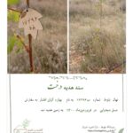 Bahare Kianafshar Instagram - . خیلی اهل تولد بازی نیستم ولی دهم اردیبهشت به هر حال متفاوته و برام وقتی مهم و خواستنی میشه که محبتهای خالصانه و قشنگ شما رو دریافت میکنم وگرنه تو این دو تولد اخیر با این اوصاف بیماری و شرایط بد اقتصادی نمیشه از ته دل شاد بود به هر حال اگر بواسطه روز تولدم اگر فرصت تنها یک ارزو داشته باشم ارزوم سلامتی همه مردم و خلاصی از شر کابوس این ویروس بی رحمه که قطعا تنها بواسطه زدن واکسن اتفاق میفته و واکسن زدن هم بواسطه سرعت عمل افراد مسئول و دلسوز مملکت؛ پس دعا میکنم که هر چه زودتر این ممکن فراهم شه🙏🏼 . در کنار پیامهای زیبا و استوری و پستهای پر از ذوق و خلاقیت و قشنگ تون که بخش دلچسبش از طرف هوادارای عزیزم با یه عالمه هنرمندی بود چند تا هدیه عالی هم دریافت کردم که اولیش این بود که روز تولدم مادربزرگ عزیزم واکسن زد😍 دومیش سه اصله نهالی که به نام من کاشته شد و تقدیم به زمین عزیز🍀 این فرهنگ هدیه یکی از دلچسب ترین اتفاقات ممکنه👌🏼 و یکی دیگه اش این که بخشی از طرفدارای نازنینم با جمع اوری مبالغ دلخواهشون و کمک اون به خیریه بهنام دهشپور جهت حمایت بیماران بی بضاعت مبتلا به سرطان منو از ته دل شاد کردن و نمیتونم براتون خوشحالی و حس شوق و شعفم و توصیف کنم و فقط میتونم بگم عاشقتونم❤️🌹 همیشه نقطه های هرچند کوچک اما نورانی مهربانی در زندگی نمیذاره امید گم بشه... و ما تنها با امید زنده ایم و بس👌🏼 . @behnamcharity @maryam.damavandi.md @asalmoj73 ‏@baharekianafshar_zynab ‏@bahare_harir ‏@baharekianafshar_ava ‏@baharekianafshar.sara ‏@baharekianafshar_setayesh ‏@Baharehkianafshar_mohadeseh ‏@_baharekianafshar_baran ‏@Bahare_fantastic ‏@bahare__negin ‏@baharekianafshar_nazgol ‏@bahare_fnp ‏@baharekianafshar_behnam ‏@pardis_pourabedini_mobina ‏@baharekianafshar.cute ‏@baharekianafshar_hadis ‏@baharekianafshar.kiana ‏@baharekianafshar__bahare ‏@bahareh.kianafshar.62 ‏@baharekianafshar._.zariii ‏@bahare_leman ‏@baharekianafshar.hossein ‏@baharekianafshar._.ghazal ‏@baharekianafshar__sara ‏@baharekianafshar.aida ‏@baharekianafshar___mahla5 ‏@baharekianafshar_fan_a ‏@bahare_k.a_mahdi ‏@Baharekianafshar_parsa ‏@baharekianafshar_negar_ ‏@baharekianafshar.houmanseyedi ‏@mj_che78 ‏@fan_baharekianafshar ‏@baharekianafshar_narrges
