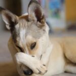 Bassem Hamraoui Instagram - زعرورة ❤️🐕 #كلبة_تونسية #كلاب_شوارع 📷@seif_oueslati_photography Ezzahra