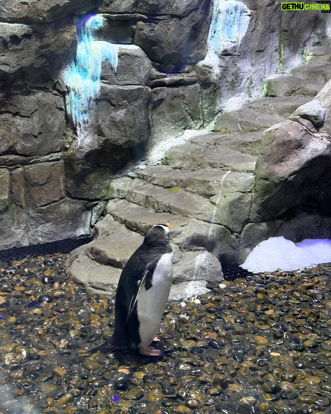 Beauty Khan Instagram - Dubai aquarium 🐟 . . #beautians #beautykhan Dubai, United Arab Emirates