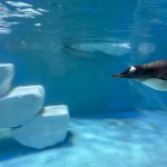 Beauty Khan Instagram – Dubai aquarium 🐟
.
.
#beautians #beautykhan Dubai, United Arab Emirates