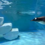 Beauty Khan Instagram - Dubai aquarium 🐟 . . #beautians #beautykhan Dubai, United Arab Emirates