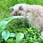 Bela Padilla Instagram - My sweet Sputnik ❤️ Sputnik was a gift to me. He was three months old when we first met. I was 19. And we walked through life together for the last 14 years, in the best way we both knew how ❤️ he was the kindest, most patient, most affectionate little cat. He was a baby, a teen, a full grown cat and eventually an old and wise companion that watched over me through the best and worst times of my life. I always used to say, “Sputnik just knows.” I was under no impression that Sputnik would live forever. But I also wished he was going to be here one day when I grew into who I was meant to become in life. But he saw me try my best, always, and I think he was proud. I saw him one last time yesterday. His bones were on my fingertips and he tried to fight as hard as he could. A few minutes before they were gonna close the clinic he tried to get up one last time and leave with me. I’ve never felt more helpless and ashamed of not being able to make his last day free of pain. Everytime I flew back here I tried to figure out how he could be with me in London. I wanted him to be home with me, wherever home was. I know I’m gonna carry this loss with me everywhere I go and I know I’m never going to get over missing Sputnik. But I will figure out how to do that one day at a time, with Sputnik in mind. ❤️Thank you for waiting for me, Sputnik. Yesterday to say goodbye. And everyday for the last 14 years. To grow up, to learn, to be happy and to come home and give you cuddles everyday. ❤️ run free, my sweet creature 💔