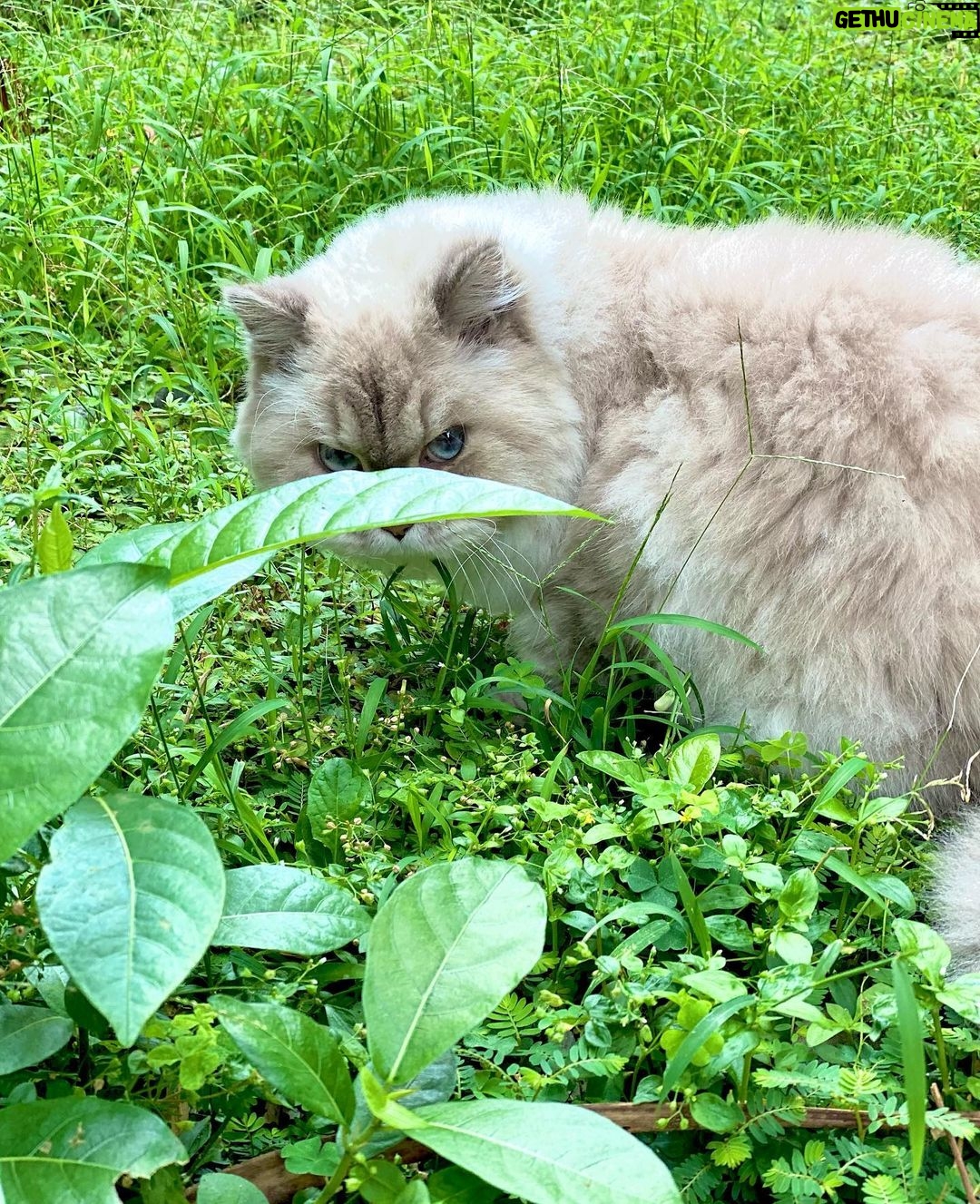 Bela Padilla Instagram - My sweet Sputnik ❤️ Sputnik was a gift to me. He was three months old when we first met. I was 19. And we walked through life together for the last 14 years, in the best way we both knew how ❤️ he was the kindest, most patient, most affectionate little cat. He was a baby, a teen, a full grown cat and eventually an old and wise companion that watched over me through the best and worst times of my life. I always used to say, “Sputnik just knows.” I was under no impression that Sputnik would live forever. But I also wished he was going to be here one day when I grew into who I was meant to become in life. But he saw me try my best, always, and I think he was proud. I saw him one last time yesterday. His bones were on my fingertips and he tried to fight as hard as he could. A few minutes before they were gonna close the clinic he tried to get up one last time and leave with me. I’ve never felt more helpless and ashamed of not being able to make his last day free of pain. Everytime I flew back here I tried to figure out how he could be with me in London. I wanted him to be home with me, wherever home was. I know I’m gonna carry this loss with me everywhere I go and I know I’m never going to get over missing Sputnik. But I will figure out how to do that one day at a time, with Sputnik in mind. ❤️Thank you for waiting for me, Sputnik. Yesterday to say goodbye. And everyday for the last 14 years. To grow up, to learn, to be happy and to come home and give you cuddles everyday. ❤️ run free, my sweet creature 💔