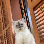 Bela Padilla Instagram - My sweet Sputnik ❤️ Sputnik was a gift to me. He was three months old when we first met. I was 19. And we walked through life together for the last 14 years, in the best way we both knew how ❤️ he was the kindest, most patient, most affectionate little cat. He was a baby, a teen, a full grown cat and eventually an old and wise companion that watched over me through the best and worst times of my life. I always used to say, “Sputnik just knows.” I was under no impression that Sputnik would live forever. But I also wished he was going to be here one day when I grew into who I was meant to become in life. But he saw me try my best, always, and I think he was proud. I saw him one last time yesterday. His bones were on my fingertips and he tried to fight as hard as he could. A few minutes before they were gonna close the clinic he tried to get up one last time and leave with me. I’ve never felt more helpless and ashamed of not being able to make his last day free of pain. Everytime I flew back here I tried to figure out how he could be with me in London. I wanted him to be home with me, wherever home was. I know I’m gonna carry this loss with me everywhere I go and I know I’m never going to get over missing Sputnik. But I will figure out how to do that one day at a time, with Sputnik in mind. ❤️Thank you for waiting for me, Sputnik. Yesterday to say goodbye. And everyday for the last 14 years. To grow up, to learn, to be happy and to come home and give you cuddles everyday. ❤️ run free, my sweet creature 💔