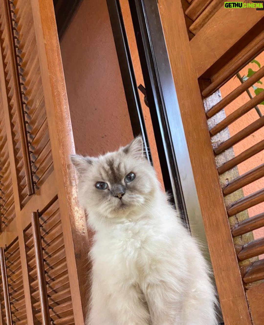Bela Padilla Instagram - My sweet Sputnik ❤️ Sputnik was a gift to me. He was three months old when we first met. I was 19. And we walked through life together for the last 14 years, in the best way we both knew how ❤️ he was the kindest, most patient, most affectionate little cat. He was a baby, a teen, a full grown cat and eventually an old and wise companion that watched over me through the best and worst times of my life. I always used to say, “Sputnik just knows.” I was under no impression that Sputnik would live forever. But I also wished he was going to be here one day when I grew into who I was meant to become in life. But he saw me try my best, always, and I think he was proud. I saw him one last time yesterday. His bones were on my fingertips and he tried to fight as hard as he could. A few minutes before they were gonna close the clinic he tried to get up one last time and leave with me. I’ve never felt more helpless and ashamed of not being able to make his last day free of pain. Everytime I flew back here I tried to figure out how he could be with me in London. I wanted him to be home with me, wherever home was. I know I’m gonna carry this loss with me everywhere I go and I know I’m never going to get over missing Sputnik. But I will figure out how to do that one day at a time, with Sputnik in mind. ❤️Thank you for waiting for me, Sputnik. Yesterday to say goodbye. And everyday for the last 14 years. To grow up, to learn, to be happy and to come home and give you cuddles everyday. ❤️ run free, my sweet creature 💔