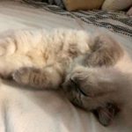 Bela Padilla Instagram - My sweet Sputnik ❤️ Sputnik was a gift to me. He was three months old when we first met. I was 19. And we walked through life together for the last 14 years, in the best way we both knew how ❤️ he was the kindest, most patient, most affectionate little cat. He was a baby, a teen, a full grown cat and eventually an old and wise companion that watched over me through the best and worst times of my life. I always used to say, “Sputnik just knows.” I was under no impression that Sputnik would live forever. But I also wished he was going to be here one day when I grew into who I was meant to become in life. But he saw me try my best, always, and I think he was proud. I saw him one last time yesterday. His bones were on my fingertips and he tried to fight as hard as he could. A few minutes before they were gonna close the clinic he tried to get up one last time and leave with me. I’ve never felt more helpless and ashamed of not being able to make his last day free of pain. Everytime I flew back here I tried to figure out how he could be with me in London. I wanted him to be home with me, wherever home was. I know I’m gonna carry this loss with me everywhere I go and I know I’m never going to get over missing Sputnik. But I will figure out how to do that one day at a time, with Sputnik in mind. ❤️Thank you for waiting for me, Sputnik. Yesterday to say goodbye. And everyday for the last 14 years. To grow up, to learn, to be happy and to come home and give you cuddles everyday. ❤️ run free, my sweet creature 💔