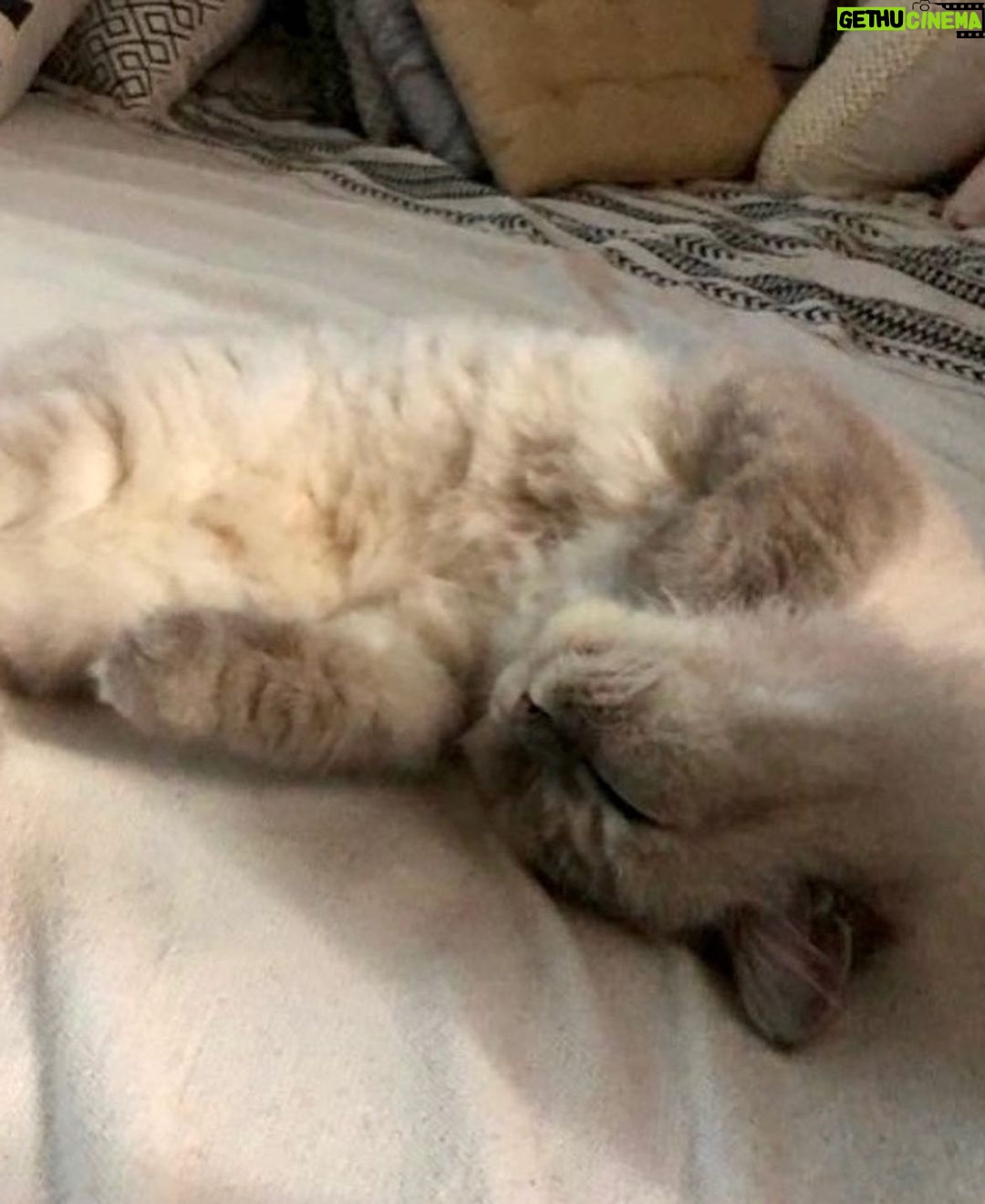 Bela Padilla Instagram - My sweet Sputnik ❤️ Sputnik was a gift to me. He was three months old when we first met. I was 19. And we walked through life together for the last 14 years, in the best way we both knew how ❤️ he was the kindest, most patient, most affectionate little cat. He was a baby, a teen, a full grown cat and eventually an old and wise companion that watched over me through the best and worst times of my life. I always used to say, “Sputnik just knows.” I was under no impression that Sputnik would live forever. But I also wished he was going to be here one day when I grew into who I was meant to become in life. But he saw me try my best, always, and I think he was proud. I saw him one last time yesterday. His bones were on my fingertips and he tried to fight as hard as he could. A few minutes before they were gonna close the clinic he tried to get up one last time and leave with me. I’ve never felt more helpless and ashamed of not being able to make his last day free of pain. Everytime I flew back here I tried to figure out how he could be with me in London. I wanted him to be home with me, wherever home was. I know I’m gonna carry this loss with me everywhere I go and I know I’m never going to get over missing Sputnik. But I will figure out how to do that one day at a time, with Sputnik in mind. ❤️Thank you for waiting for me, Sputnik. Yesterday to say goodbye. And everyday for the last 14 years. To grow up, to learn, to be happy and to come home and give you cuddles everyday. ❤️ run free, my sweet creature 💔