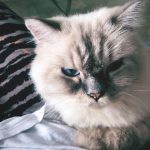Bela Padilla Instagram - My sweet Sputnik ❤️ Sputnik was a gift to me. He was three months old when we first met. I was 19. And we walked through life together for the last 14 years, in the best way we both knew how ❤️ he was the kindest, most patient, most affectionate little cat. He was a baby, a teen, a full grown cat and eventually an old and wise companion that watched over me through the best and worst times of my life. I always used to say, “Sputnik just knows.” I was under no impression that Sputnik would live forever. But I also wished he was going to be here one day when I grew into who I was meant to become in life. But he saw me try my best, always, and I think he was proud. I saw him one last time yesterday. His bones were on my fingertips and he tried to fight as hard as he could. A few minutes before they were gonna close the clinic he tried to get up one last time and leave with me. I’ve never felt more helpless and ashamed of not being able to make his last day free of pain. Everytime I flew back here I tried to figure out how he could be with me in London. I wanted him to be home with me, wherever home was. I know I’m gonna carry this loss with me everywhere I go and I know I’m never going to get over missing Sputnik. But I will figure out how to do that one day at a time, with Sputnik in mind. ❤️Thank you for waiting for me, Sputnik. Yesterday to say goodbye. And everyday for the last 14 years. To grow up, to learn, to be happy and to come home and give you cuddles everyday. ❤️ run free, my sweet creature 💔