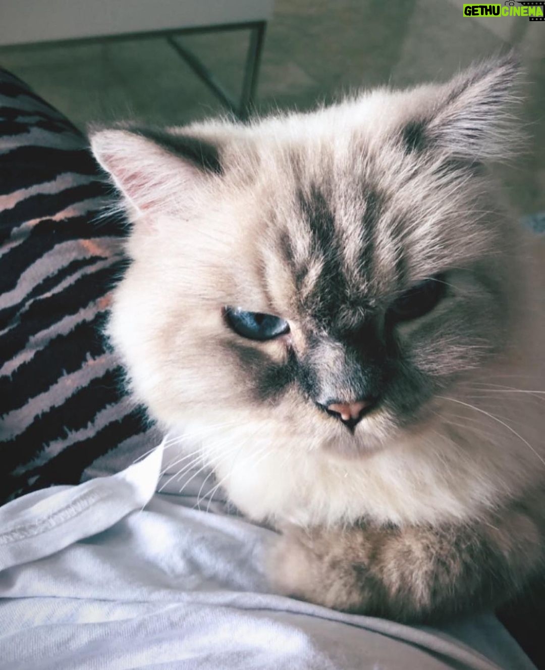 Bela Padilla Instagram - My sweet Sputnik ❤️ Sputnik was a gift to me. He was three months old when we first met. I was 19. And we walked through life together for the last 14 years, in the best way we both knew how ❤️ he was the kindest, most patient, most affectionate little cat. He was a baby, a teen, a full grown cat and eventually an old and wise companion that watched over me through the best and worst times of my life. I always used to say, “Sputnik just knows.” I was under no impression that Sputnik would live forever. But I also wished he was going to be here one day when I grew into who I was meant to become in life. But he saw me try my best, always, and I think he was proud. I saw him one last time yesterday. His bones were on my fingertips and he tried to fight as hard as he could. A few minutes before they were gonna close the clinic he tried to get up one last time and leave with me. I’ve never felt more helpless and ashamed of not being able to make his last day free of pain. Everytime I flew back here I tried to figure out how he could be with me in London. I wanted him to be home with me, wherever home was. I know I’m gonna carry this loss with me everywhere I go and I know I’m never going to get over missing Sputnik. But I will figure out how to do that one day at a time, with Sputnik in mind. ❤️Thank you for waiting for me, Sputnik. Yesterday to say goodbye. And everyday for the last 14 years. To grow up, to learn, to be happy and to come home and give you cuddles everyday. ❤️ run free, my sweet creature 💔