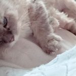 Bela Padilla Instagram - My sweet Sputnik ❤️ Sputnik was a gift to me. He was three months old when we first met. I was 19. And we walked through life together for the last 14 years, in the best way we both knew how ❤️ he was the kindest, most patient, most affectionate little cat. He was a baby, a teen, a full grown cat and eventually an old and wise companion that watched over me through the best and worst times of my life. I always used to say, “Sputnik just knows.” I was under no impression that Sputnik would live forever. But I also wished he was going to be here one day when I grew into who I was meant to become in life. But he saw me try my best, always, and I think he was proud. I saw him one last time yesterday. His bones were on my fingertips and he tried to fight as hard as he could. A few minutes before they were gonna close the clinic he tried to get up one last time and leave with me. I’ve never felt more helpless and ashamed of not being able to make his last day free of pain. Everytime I flew back here I tried to figure out how he could be with me in London. I wanted him to be home with me, wherever home was. I know I’m gonna carry this loss with me everywhere I go and I know I’m never going to get over missing Sputnik. But I will figure out how to do that one day at a time, with Sputnik in mind. ❤️Thank you for waiting for me, Sputnik. Yesterday to say goodbye. And everyday for the last 14 years. To grow up, to learn, to be happy and to come home and give you cuddles everyday. ❤️ run free, my sweet creature 💔