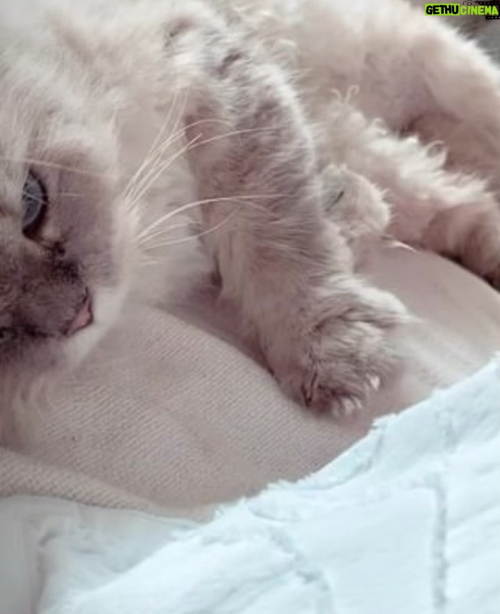 Bela Padilla Instagram - My sweet Sputnik ❤️ Sputnik was a gift to me. He was three months old when we first met. I was 19. And we walked through life together for the last 14 years, in the best way we both knew how ❤️ he was the kindest, most patient, most affectionate little cat. He was a baby, a teen, a full grown cat and eventually an old and wise companion that watched over me through the best and worst times of my life. I always used to say, “Sputnik just knows.” I was under no impression that Sputnik would live forever. But I also wished he was going to be here one day when I grew into who I was meant to become in life. But he saw me try my best, always, and I think he was proud. I saw him one last time yesterday. His bones were on my fingertips and he tried to fight as hard as he could. A few minutes before they were gonna close the clinic he tried to get up one last time and leave with me. I’ve never felt more helpless and ashamed of not being able to make his last day free of pain. Everytime I flew back here I tried to figure out how he could be with me in London. I wanted him to be home with me, wherever home was. I know I’m gonna carry this loss with me everywhere I go and I know I’m never going to get over missing Sputnik. But I will figure out how to do that one day at a time, with Sputnik in mind. ❤️Thank you for waiting for me, Sputnik. Yesterday to say goodbye. And everyday for the last 14 years. To grow up, to learn, to be happy and to come home and give you cuddles everyday. ❤️ run free, my sweet creature 💔