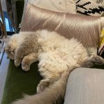 Bela Padilla Instagram - My sweet Sputnik ❤️ Sputnik was a gift to me. He was three months old when we first met. I was 19. And we walked through life together for the last 14 years, in the best way we both knew how ❤️ he was the kindest, most patient, most affectionate little cat. He was a baby, a teen, a full grown cat and eventually an old and wise companion that watched over me through the best and worst times of my life. I always used to say, “Sputnik just knows.” I was under no impression that Sputnik would live forever. But I also wished he was going to be here one day when I grew into who I was meant to become in life. But he saw me try my best, always, and I think he was proud. I saw him one last time yesterday. His bones were on my fingertips and he tried to fight as hard as he could. A few minutes before they were gonna close the clinic he tried to get up one last time and leave with me. I’ve never felt more helpless and ashamed of not being able to make his last day free of pain. Everytime I flew back here I tried to figure out how he could be with me in London. I wanted him to be home with me, wherever home was. I know I’m gonna carry this loss with me everywhere I go and I know I’m never going to get over missing Sputnik. But I will figure out how to do that one day at a time, with Sputnik in mind. ❤️Thank you for waiting for me, Sputnik. Yesterday to say goodbye. And everyday for the last 14 years. To grow up, to learn, to be happy and to come home and give you cuddles everyday. ❤️ run free, my sweet creature 💔