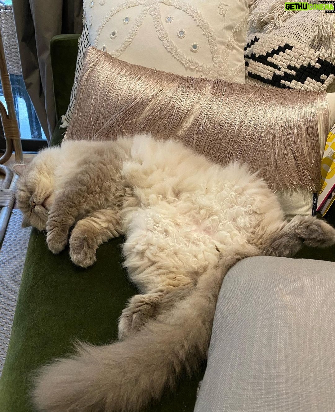 Bela Padilla Instagram - My sweet Sputnik ❤️ Sputnik was a gift to me. He was three months old when we first met. I was 19. And we walked through life together for the last 14 years, in the best way we both knew how ❤️ he was the kindest, most patient, most affectionate little cat. He was a baby, a teen, a full grown cat and eventually an old and wise companion that watched over me through the best and worst times of my life. I always used to say, “Sputnik just knows.” I was under no impression that Sputnik would live forever. But I also wished he was going to be here one day when I grew into who I was meant to become in life. But he saw me try my best, always, and I think he was proud. I saw him one last time yesterday. His bones were on my fingertips and he tried to fight as hard as he could. A few minutes before they were gonna close the clinic he tried to get up one last time and leave with me. I’ve never felt more helpless and ashamed of not being able to make his last day free of pain. Everytime I flew back here I tried to figure out how he could be with me in London. I wanted him to be home with me, wherever home was. I know I’m gonna carry this loss with me everywhere I go and I know I’m never going to get over missing Sputnik. But I will figure out how to do that one day at a time, with Sputnik in mind. ❤️Thank you for waiting for me, Sputnik. Yesterday to say goodbye. And everyday for the last 14 years. To grow up, to learn, to be happy and to come home and give you cuddles everyday. ❤️ run free, my sweet creature 💔