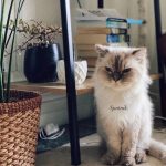 Bela Padilla Instagram - My sweet Sputnik ❤️ Sputnik was a gift to me. He was three months old when we first met. I was 19. And we walked through life together for the last 14 years, in the best way we both knew how ❤️ he was the kindest, most patient, most affectionate little cat. He was a baby, a teen, a full grown cat and eventually an old and wise companion that watched over me through the best and worst times of my life. I always used to say, “Sputnik just knows.” I was under no impression that Sputnik would live forever. But I also wished he was going to be here one day when I grew into who I was meant to become in life. But he saw me try my best, always, and I think he was proud. I saw him one last time yesterday. His bones were on my fingertips and he tried to fight as hard as he could. A few minutes before they were gonna close the clinic he tried to get up one last time and leave with me. I’ve never felt more helpless and ashamed of not being able to make his last day free of pain. Everytime I flew back here I tried to figure out how he could be with me in London. I wanted him to be home with me, wherever home was. I know I’m gonna carry this loss with me everywhere I go and I know I’m never going to get over missing Sputnik. But I will figure out how to do that one day at a time, with Sputnik in mind. ❤️Thank you for waiting for me, Sputnik. Yesterday to say goodbye. And everyday for the last 14 years. To grow up, to learn, to be happy and to come home and give you cuddles everyday. ❤️ run free, my sweet creature 💔