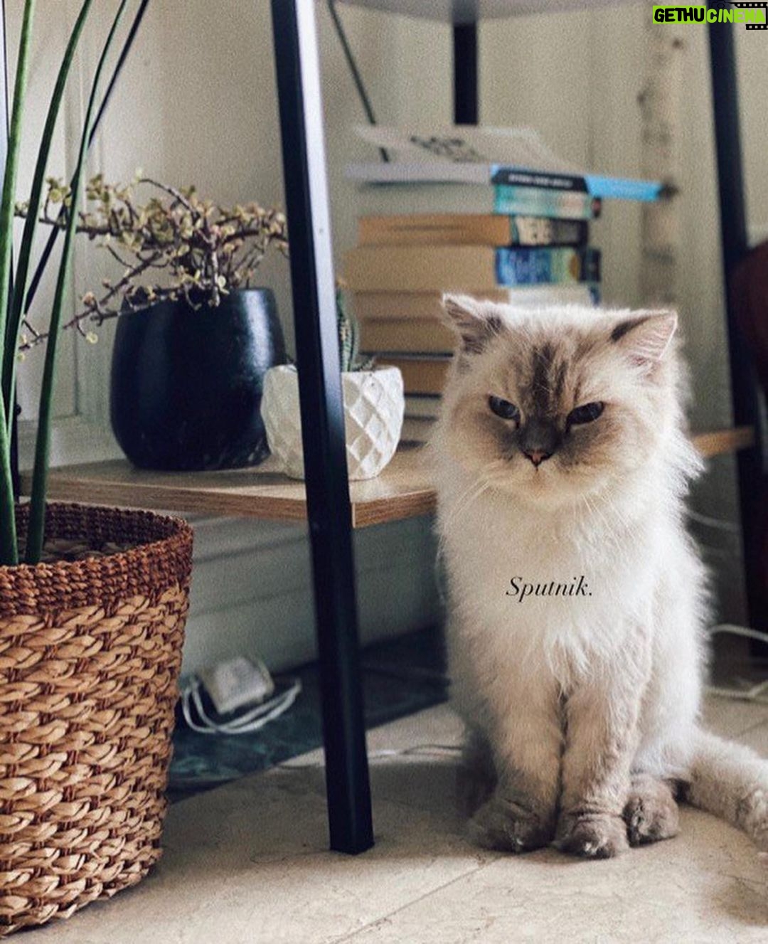 Bela Padilla Instagram - My sweet Sputnik ❤️ Sputnik was a gift to me. He was three months old when we first met. I was 19. And we walked through life together for the last 14 years, in the best way we both knew how ❤️ he was the kindest, most patient, most affectionate little cat. He was a baby, a teen, a full grown cat and eventually an old and wise companion that watched over me through the best and worst times of my life. I always used to say, “Sputnik just knows.” I was under no impression that Sputnik would live forever. But I also wished he was going to be here one day when I grew into who I was meant to become in life. But he saw me try my best, always, and I think he was proud. I saw him one last time yesterday. His bones were on my fingertips and he tried to fight as hard as he could. A few minutes before they were gonna close the clinic he tried to get up one last time and leave with me. I’ve never felt more helpless and ashamed of not being able to make his last day free of pain. Everytime I flew back here I tried to figure out how he could be with me in London. I wanted him to be home with me, wherever home was. I know I’m gonna carry this loss with me everywhere I go and I know I’m never going to get over missing Sputnik. But I will figure out how to do that one day at a time, with Sputnik in mind. ❤️Thank you for waiting for me, Sputnik. Yesterday to say goodbye. And everyday for the last 14 years. To grow up, to learn, to be happy and to come home and give you cuddles everyday. ❤️ run free, my sweet creature 💔