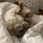 Bela Padilla Instagram - My sweet Sputnik ❤️ Sputnik was a gift to me. He was three months old when we first met. I was 19. And we walked through life together for the last 14 years, in the best way we both knew how ❤️ he was the kindest, most patient, most affectionate little cat. He was a baby, a teen, a full grown cat and eventually an old and wise companion that watched over me through the best and worst times of my life. I always used to say, “Sputnik just knows.” I was under no impression that Sputnik would live forever. But I also wished he was going to be here one day when I grew into who I was meant to become in life. But he saw me try my best, always, and I think he was proud. I saw him one last time yesterday. His bones were on my fingertips and he tried to fight as hard as he could. A few minutes before they were gonna close the clinic he tried to get up one last time and leave with me. I’ve never felt more helpless and ashamed of not being able to make his last day free of pain. Everytime I flew back here I tried to figure out how he could be with me in London. I wanted him to be home with me, wherever home was. I know I’m gonna carry this loss with me everywhere I go and I know I’m never going to get over missing Sputnik. But I will figure out how to do that one day at a time, with Sputnik in mind. ❤️Thank you for waiting for me, Sputnik. Yesterday to say goodbye. And everyday for the last 14 years. To grow up, to learn, to be happy and to come home and give you cuddles everyday. ❤️ run free, my sweet creature 💔